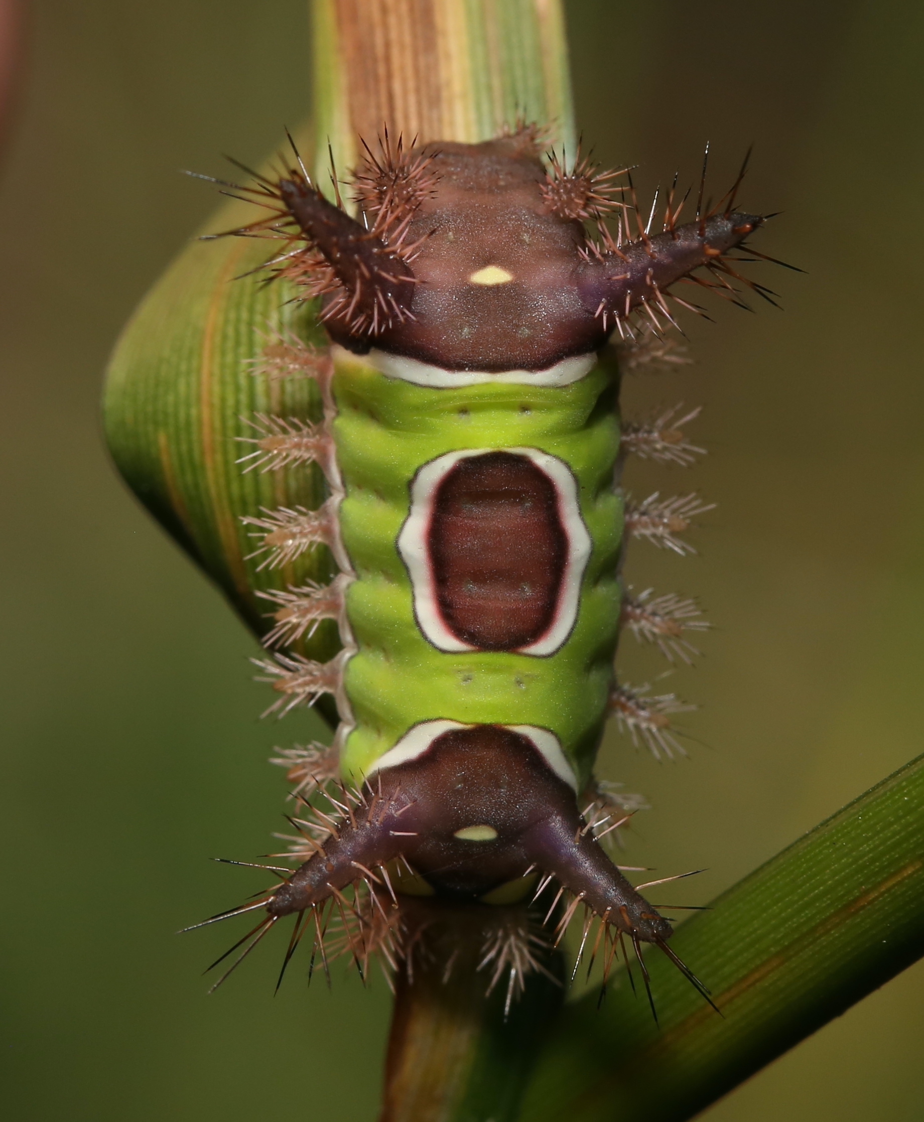 Acharia stimulea