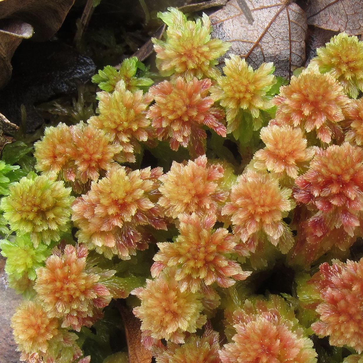 Sphagnum