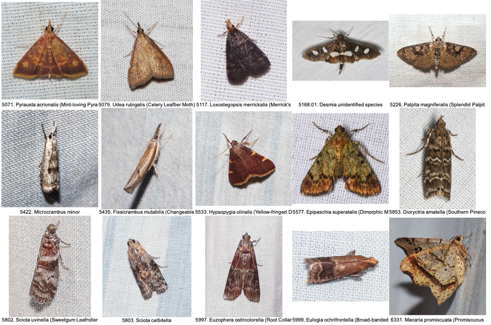 moths 3